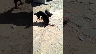 Video preview image #1 Mutt Puppy For Sale in Apple Valley, CA, USA