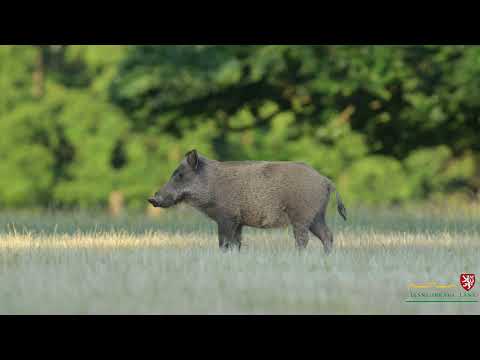 Lánská obora - Letní den v lánské oboře