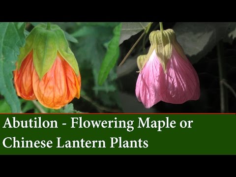 download lagu mp3 mp4 Abutilon Kentish Belle Shrub, download lagu Abutilon Kentish Belle Shrub gratis, unduh video klip Abutilon Kentish Belle Shrub
