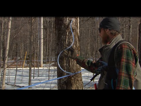 Modern Maple 5/16" Vacuum Tubing Systems