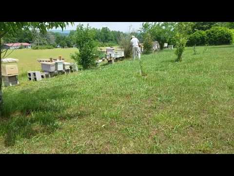 Weed Eating around Gentle Bees! Can You do this with Your Honey Bees?