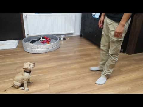9 tygodniowa suczka amstaff - pitbull szkolenie