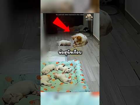 พ่อสุนัขเข้าใจผิด คิดว่าลูกจะมาแย่งอาหาร🐶❤