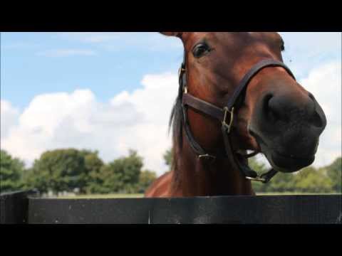 Havre de Grace,  Plum Pretty, Rosalind,  AP INDY,  Wise Dan- YOU RAISE ME UP Oct 2013