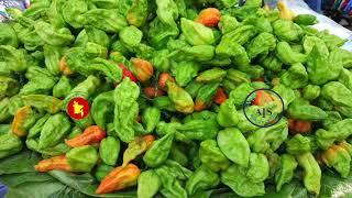 বাণিজ্যিকভাবে বোম্বাই মরিচের চাষ