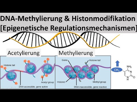 DNA-Methylierung + Histonmodifikation (Oberstufe)
