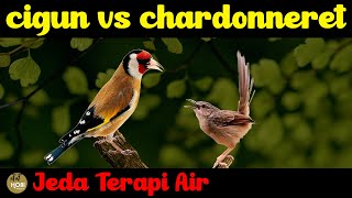 Download lagu MASTER cigun vs chardonneret jeda terapi air AMPUH mp3 Download lagu MASTER cigun vs chardonneret jeda terapi air AMPUH mp3