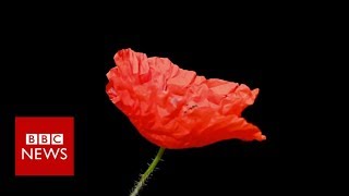 Remembrance Day: Why people wear poppies and others don&#39;t - BBC News
