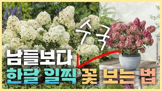 이거이거 물건이네요!! 남들보다 훨신빠르게~선택만으로 달라질 수 있는 당신의 수국정원! JB가든센터_대림묘목…