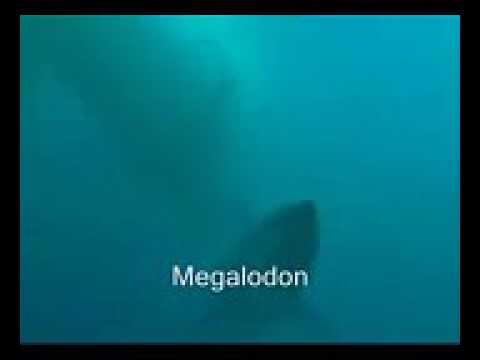 Megalodon vs liopleurodon