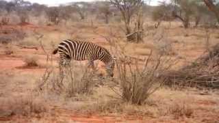 preview picture of video 'Fressende Zebra's im Ngutuni Wildlife Conservancy - Kenia - Tsavo Ost National Park - Tsavo East'