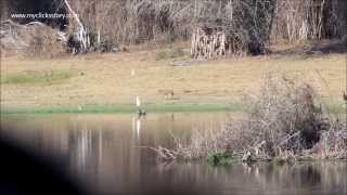 preview picture of video 'Jackal in Kabini Backwaters'