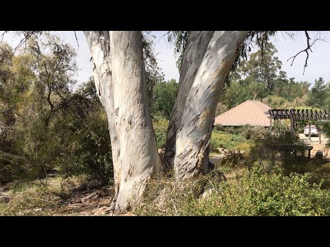 Eucalyptus pauciflora (Snow gum)