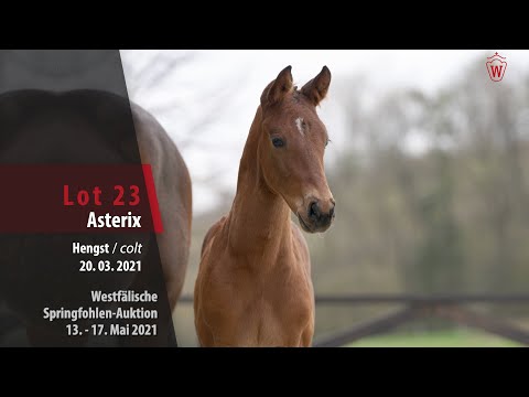 Springfohlen-Auktion 13. - 17. Mai Lot 23 Asterix Hengst v. A la Carte NRW  - Cordobes I