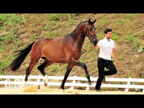 Nr. 15   Hengst "Schäplitzer" von His Moment - Exclusiv *2018