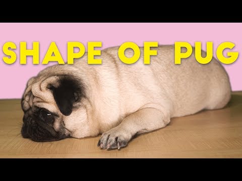 Pug Sheeran - Shape of Pug (Shape of You spoof)
