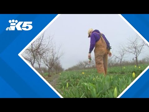 Colorblind tulip farmer shares unique vision