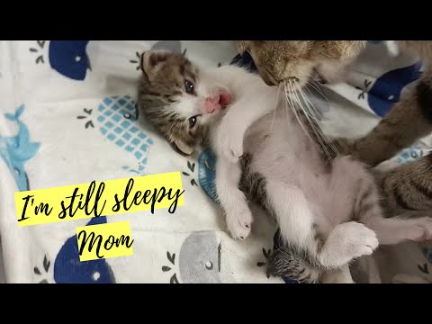 Day 13 : I'm still sleepy mom │ kitten suckling │ ❤😻😻❤ kitten milk