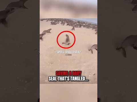 Saving a TANGLED SEAL‼️🥺