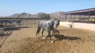Horse Destroys Toy Encroaching on Territory