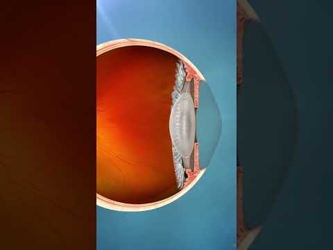 Human Eye 👀 Lens Work