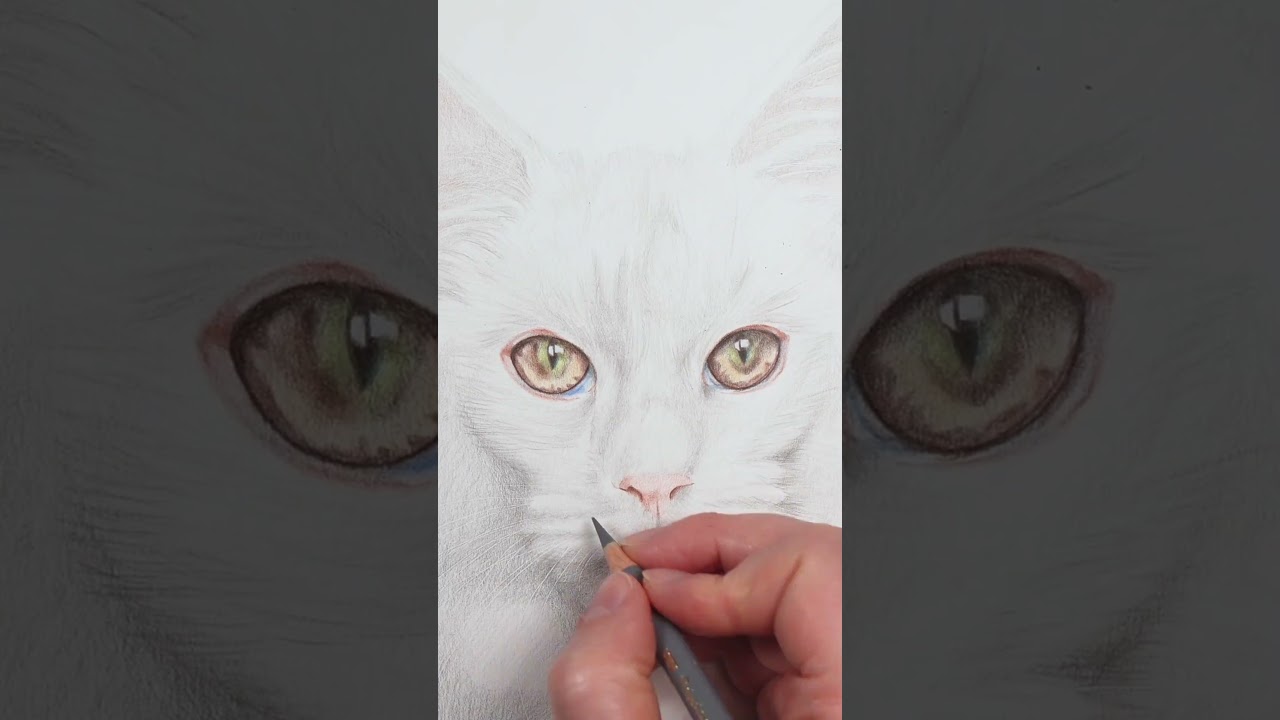 Let's Draw... A White Cat #drawing #colorpencil #whitecat #animaldrawing #arttips #colourpencil