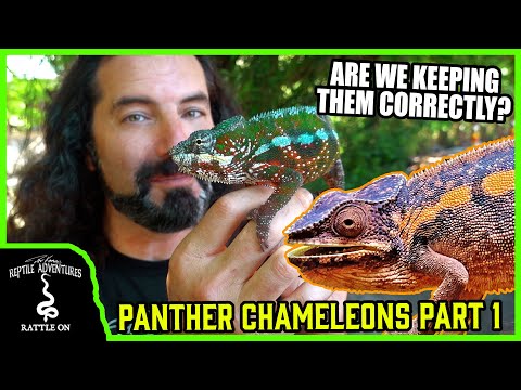 Chameleón pardál (Furcifer pardalis) — Panther Chameleon vo voľnej prírode, Madagaskar
