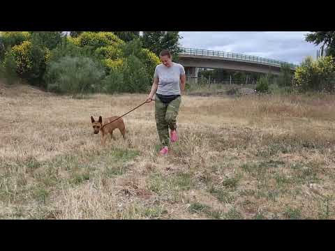 Vídeo de Honey