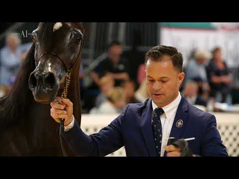 PITONISA AS - (EVER AFTER NA x PSYCHES AMBER DREAM), 2013 Purebred Bay Mare