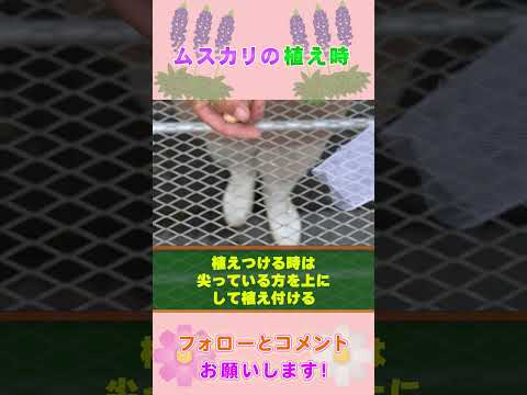 園芸 ムスカリ ラティフォリウム