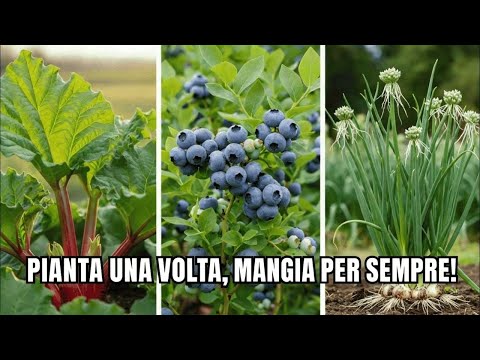 Pianta queste 7 colture perenni UNA VOLTA… e raccogli per sempre!