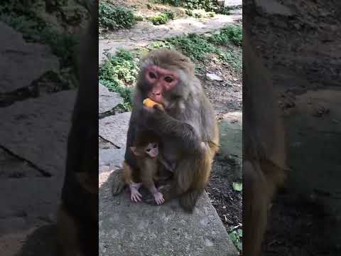feed Monkey lovely.This monkey is live in asian in Tamov zoo .we fund it