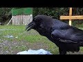 Talented Raven Speaks German
