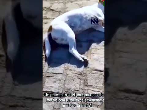 Mais de 30 cães são encontrados m0rt0s em Ouro Branco; suspeita é de envenenamento