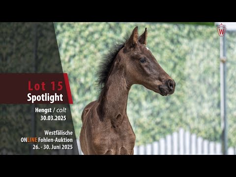 ONLINE Fohlen-Auktion Lot 15 Spotlight Hengst v. Springnight - Baron (DK)