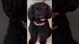 Download lagu The Funny Cute Dog#shorts #dog #funny #bobo mp3