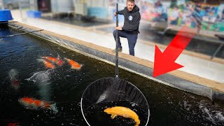 LARGEST KOI FISH FARM in the UNITED STATES!! - (Private Tour)