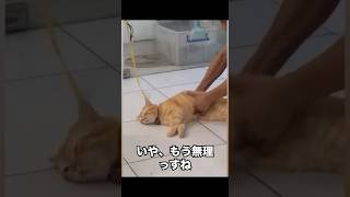 全てを諦めたネコ。たのむよご主人... #cat #猫 #animals