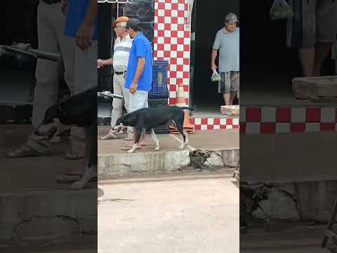 Ibiassucê - quinta de Sol ☀️☀️