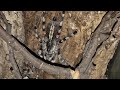 An introduction to the Salem ornamental spider.