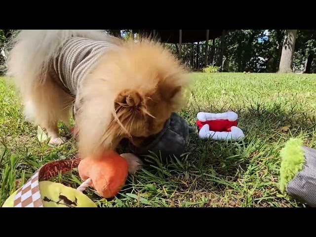 Judge.me YouTube video placeholder