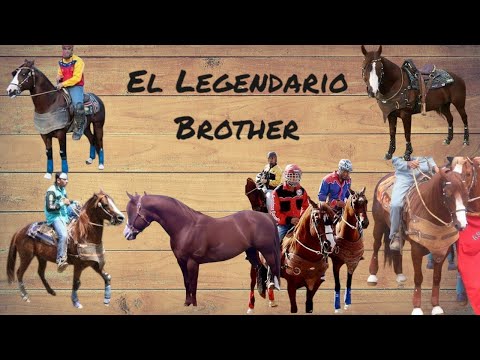 El BROTHER un Caballo de COLEO inolvidable e inigualable