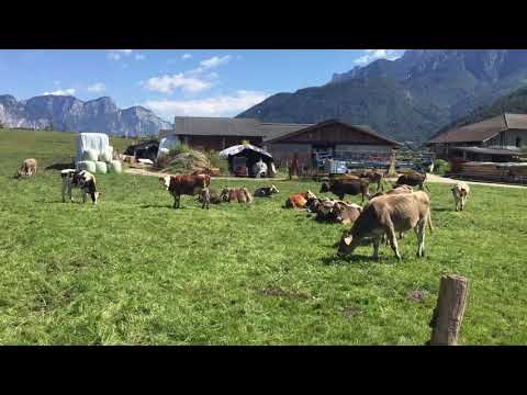 Mucche in Valsugana - Animali