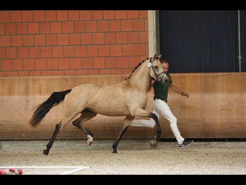GOLDEN SUGAR A - Kreissiegerstute und 2. Reservesiegerstute Elitestutenschau Wickrath