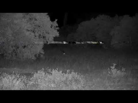 Djuma: Impala ram resting in the tall grass - 22:22 - 12/10/2022