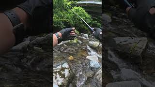 増水後の小渓流でヤマメが出てくれた！！ #tohoku #渓流釣り #岩手県 #イワナ #岩魚 #餌釣り