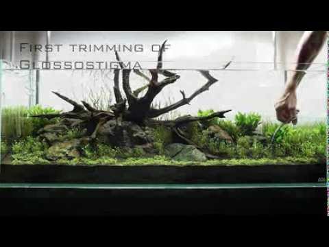 An ADA 120-P Layout using Manten Stone and TX-Select Driftwood, part1