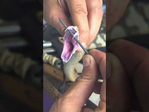 Russell Vipers teeth