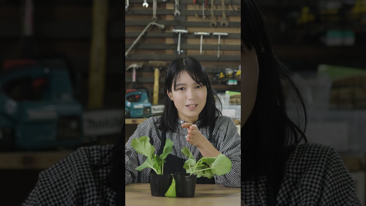 野菜の苗が徒長する原因