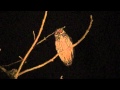 Stygian Owl Asio Stygius Wagler 1832